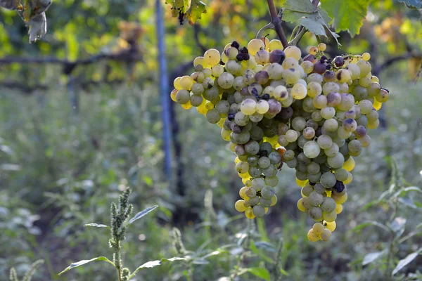 Muscat виноград на виноградной лозе — стоковое фото