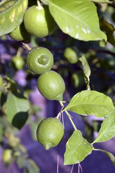 Ripe lime on a tree branch — Stock Photo, Image