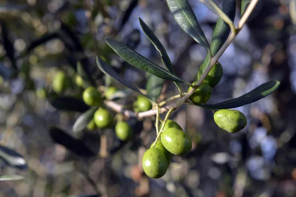 Groene olijven op de boom — Stockfoto