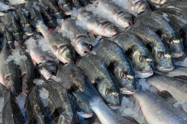 Dorado e robalo na loja de peixe — Fotografia de Stock