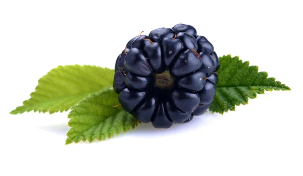Dewberries (ブラックベリー) と緑の葉 — ストック写真