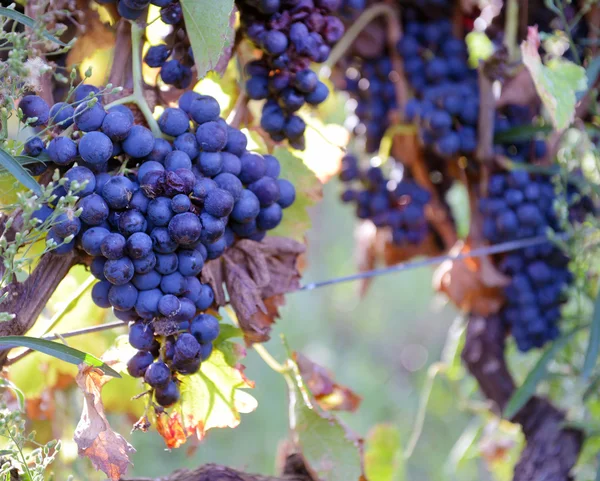 Merlot-Trauben an der Rebe — Stockfoto