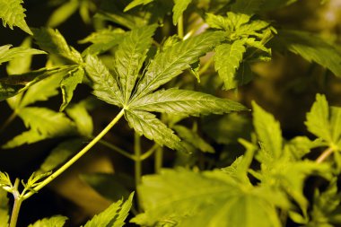 Genç kenevir bitkisi