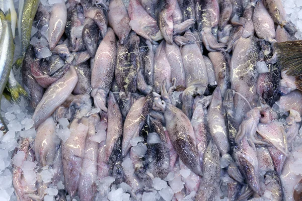 Bläckfisk på displayen i fisk butik — Stockfoto