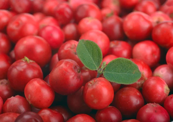 成熟的红色小红莓 — 图库照片