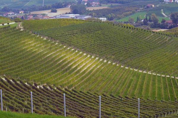 Panorama winnic w jesieni — Zdjęcie stockowe