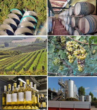 şarap yapımı resim dizisini