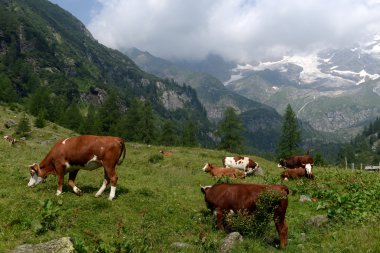 yeşil mera üzerinde otlayan inekler