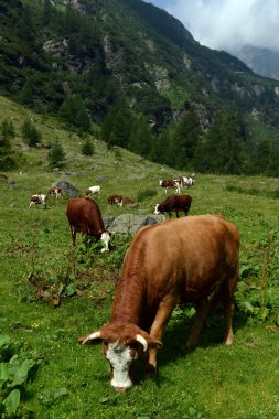 yeşil mera üzerinde otlayan inekler
