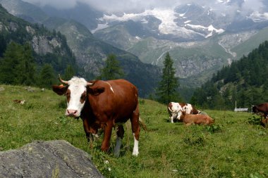 yeşil mera üzerinde otlayan inekler