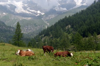 yeşil mera üzerinde otlayan inekler