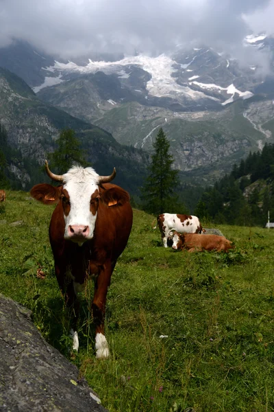 Cows grazing on a green pasture — Stock Photo, Image