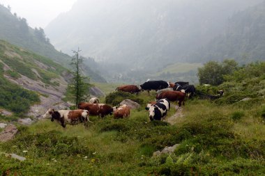 yeşil mera üzerinde otlayan inekler