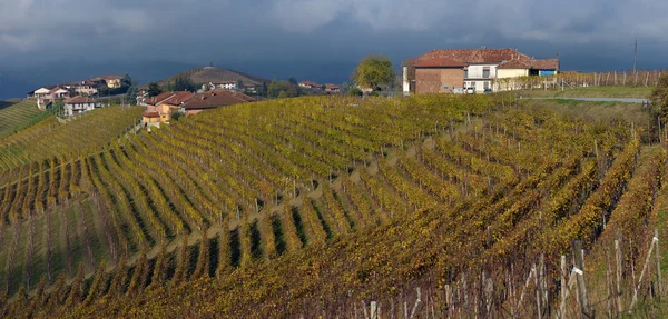 Piemonte vingårdar auttumn — Stockfoto