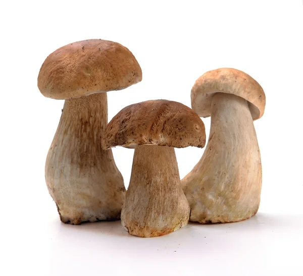 Ceps champiñones — Foto de Stock