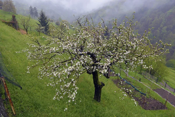 Kvetoucí jabloň na kopci — Stock fotografie