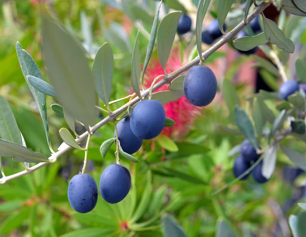 Ripe black olives on a branch — Stock Photo, Image