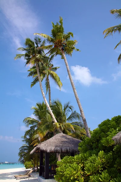 오두막과 해변에서 코코넛 나무 — 스톡 사진
