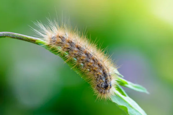 花粉の冬虫夏草プルタータは草の葉の下に降ります — ストック写真