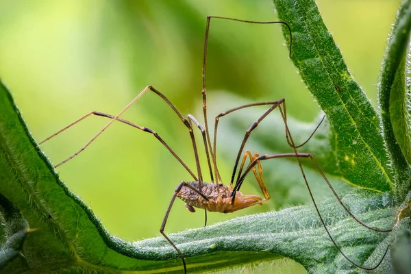 Maschio Dentizacheus Minorwith Gambe Lunghe Attesa Una Femmina Accoppiarsi — Foto Stock