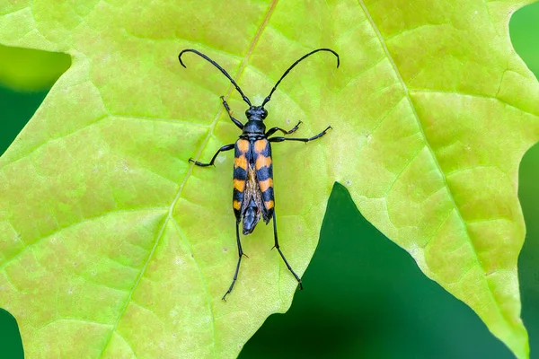 Beetle Leptura Quadrifasciata Μακρύ Μουστάκι Κάθεται Ένα Πράσινο Φύλλο Σφενδάμου — Φωτογραφία Αρχείου