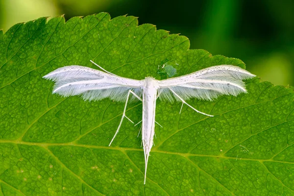 Farfalla Nevosa Pterophorus Pentadactylasits Una Foglia Verde Erba — Foto Stock