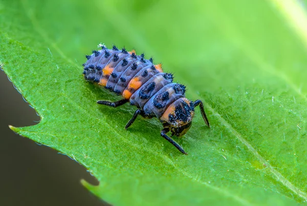 Larva Joaninha Sentada Uma Folha Verde Grama — Fotografia de Stock