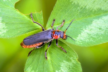 Böcek kantaris fuskası yazın başında bir çimen yaprağında oturur.