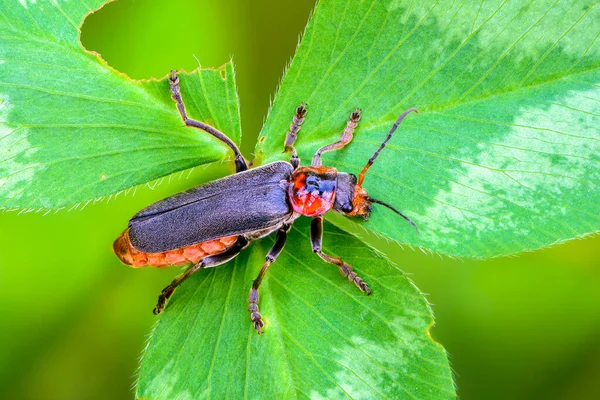 Beetle Cantharis Fusca Κάθεται Ένα Φύλλο Του Χόρτου Στις Αρχές — Φωτογραφία Αρχείου
