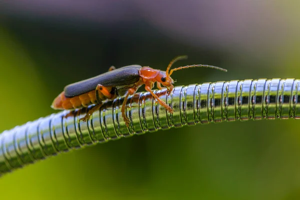 Ein Käfer Cantharis Kriecht Einem Metallisch Glänzenden Rohr Entlang — Stockfoto