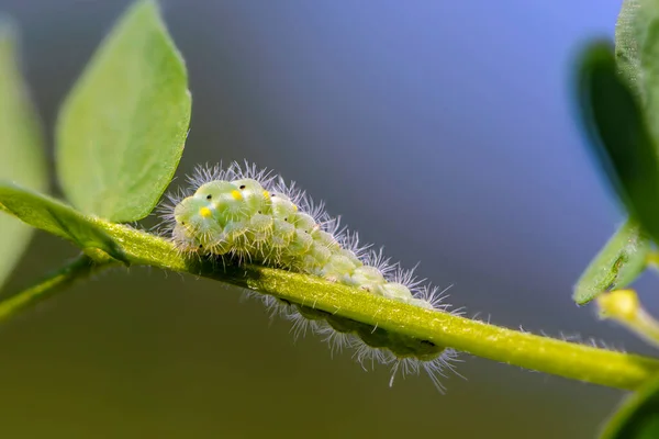 Bir Kelebek Larvası Olan Zigaena Bir Çimen Sapının Etrafında Kıvrılır — Stok fotoğraf