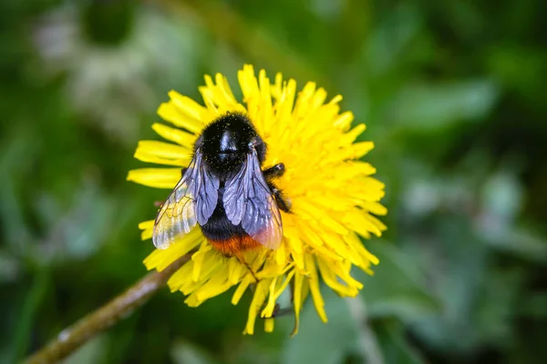 Shaggy Bumblebee Coleta Néctar Flores Dente Leão Amarelas Primavera — Fotografia de Stock