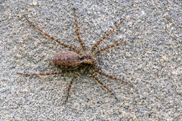 Female Spider Pardosa Amentata Sits Gray Stone Waiting Prey — Stock Photo, Image