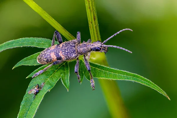 Σκαθάρι Rhagium Mordax Σέρνεται Ένα Φύλλο Χόρτου — Φωτογραφία Αρχείου