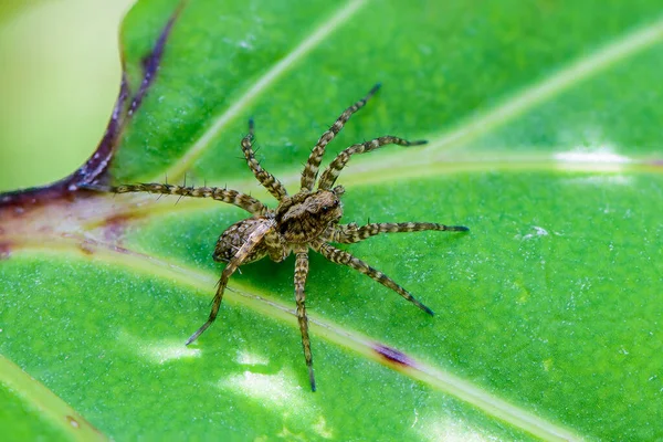 A male spider-wolf waits for its prey on a leaf of grass