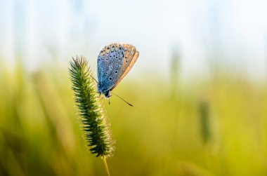 Butterfly common blue sits on an ear of grass clipart