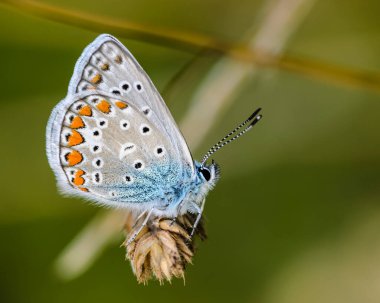 Mavi güvercinli küçük bir polyommatus kelebeği kuru bir çimen başağında oturur.