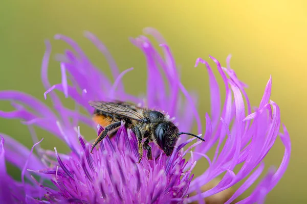 Wildbiene Sammelt Nektar Von Blumenwiesen Ranunkel — Stockfoto