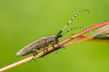 Uzun bıyıklı böcek bir çalılığın dalında sürünür.