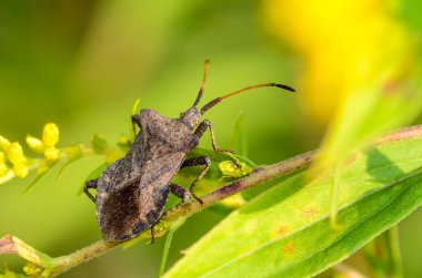 Uzun bıyıklı kahverengi bir böcek sarı çiçeklerle çimlerin üzerinde oturur.