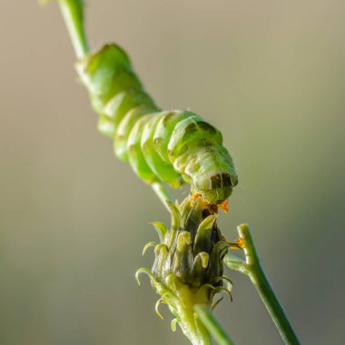 Yeşil kelebek tırtılı acronicta auricomahid çiçek tomurcuğu yiyor