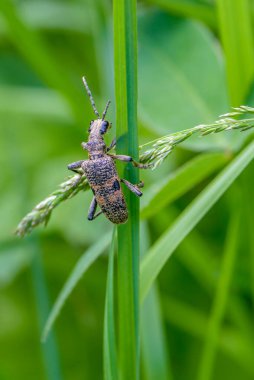 Kırık bıyıklı benekli böcek rhagium bir çimen yaprağının üzerinde oturuyor.