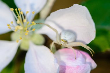 Dişi örümcek, elma ağacı çiçeklerinin yapraklarıyla avlanır.
