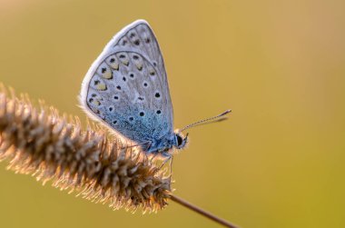 Küçük bir kelebek, ortak bir mavi otun üzerinde oturur.