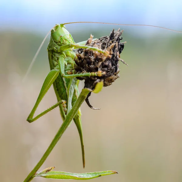 Female grasshopper with long mustache sits on a dried flower bud