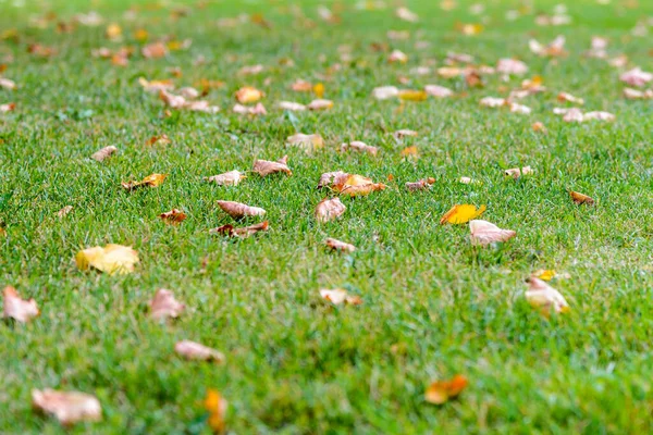 Autumn leaf fall. Yellow dry leaves fall on the green grass.