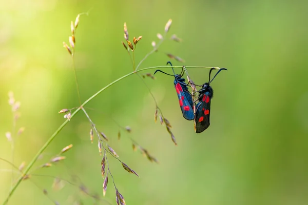 Dos Mariposas Con Manchas Rojas Sus Alas Reproducen Una Fina — Foto de Stock