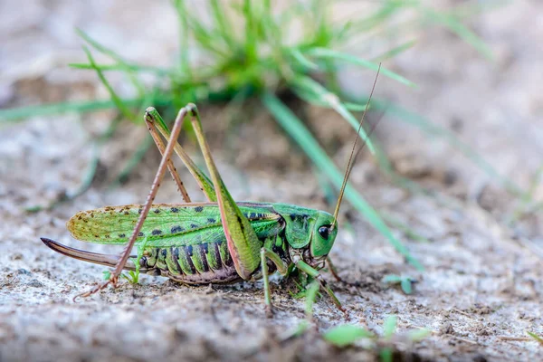 Eine Große Graue Heuschrecke Bereitet Sich Auf Einen Sprung Vor — Stockfoto