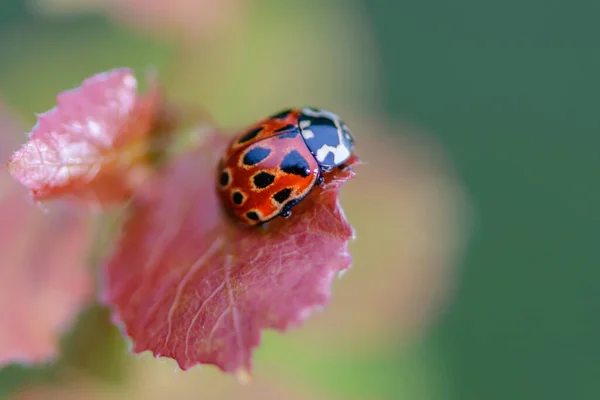 Red beetle of a ladybug sits on a red leaf