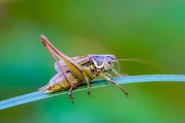 Saltamontes Joven Sienta Una Estrecha Hoja Hierba Temprano Mañana Fotos De Stock